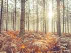 Sunrays through forest trees Art Print