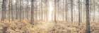 Sunrays through forest trees Art Print