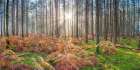 Sunrays through forest trees Art Print