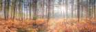 Sunrays through forest trees Art Print