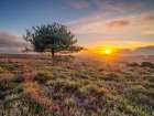 Lone tree sunset-New Forest Art Print