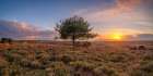 Single tree in meadow Art Print