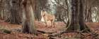 Horse in forest Art Print