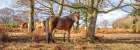 Horse in forest Art Print