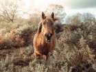 Horse in forest Art Print