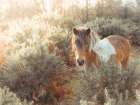Horse in forest Art Print