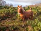 Horse standing in the wild Art Print