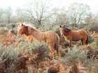 Horses in forest Art Print