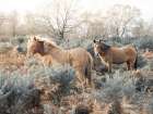 Horses in the wild Art Print