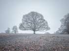 Single tree in meadow Art Print