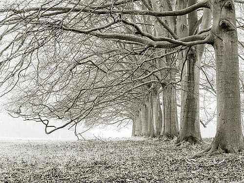 Trees in a row Landscape Print
