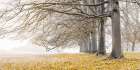 Trees in a row - Yellow Art Print