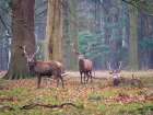 Stags in the forest Art Print