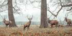 Stags in forest Art Print