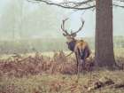 Stag in forest Art Print