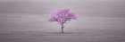 Single tree in foggy field Art Print