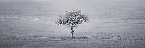 Single tree in foggy grassfield Landscape Print
