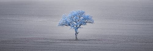 Single tree in foggy grassfield Landscape Print