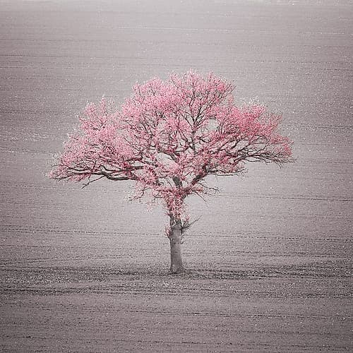 Single tree in foggy grassfield Landscape Print
