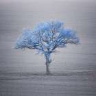 Single tree in foggy grassfield Art Print