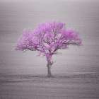 Single tree in foggy grassfield Art Print