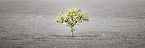Single tree in foggy field Landscape Print
