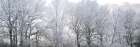 Misty forest Art Print