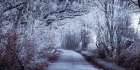 Frosted road through forest Art Print