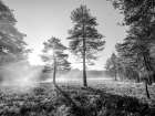 Sun trough trees Art Print