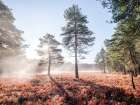 Sun trough trees Art Print
