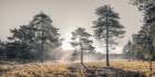 Sun trough trees Art Print