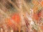Spider web Art Print