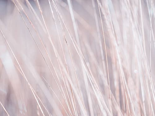 Dried grass Landscape Print