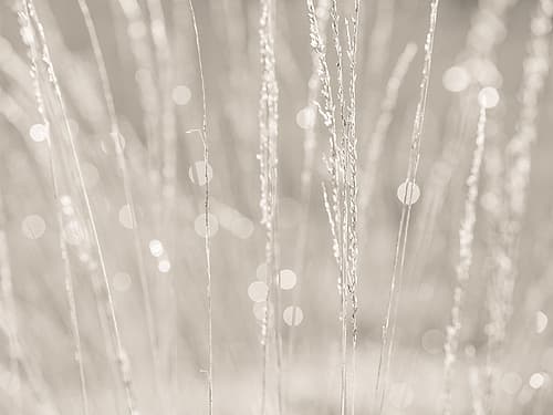 Dried grass Landscape Print