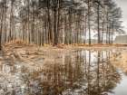Forest reflections Art Print