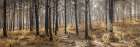 Autumn forest Art Print
