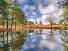 Trees by a lake Art Print