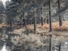 Trees by a lake Art Print