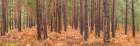 Autumn forest Art Print
