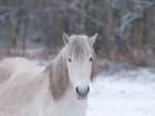 Horse in snowy forest Art Print