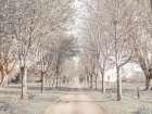 Pathway through forest Art Print