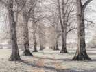 Pathway through forest Art Print