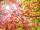 Autumn leaves Art Print