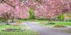 Blossom in the park Art Print