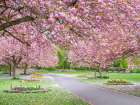 Blossom in the park Art Print
