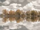 Trees along the lake Art Print