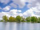 Trees along the lake Art Print