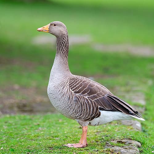 Goose Wandering in nature Art Print