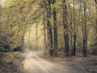 Pathway through forest Art Print