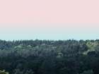 Tree tops at dusk Art Print
